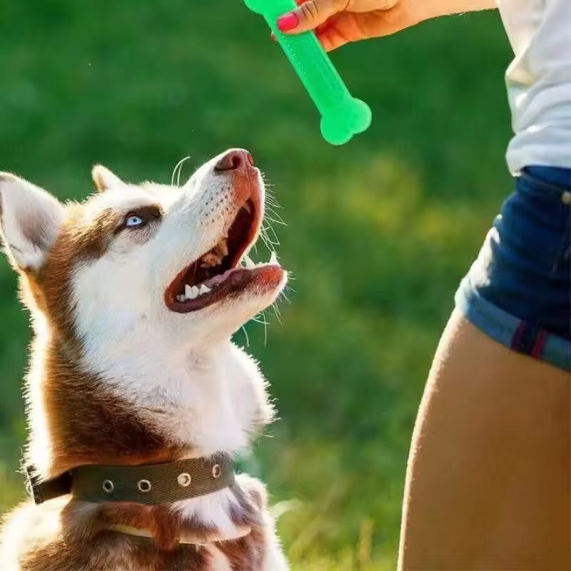 Jouet à mâcher en caoutchouc pour chien – Soins dentaires & Résistant